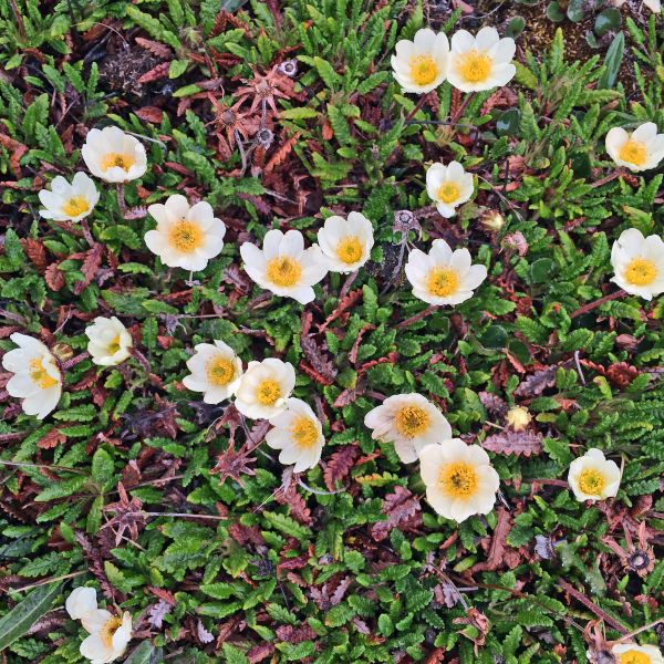 Dryas octopetala subincisa Svalbard Isfjorden 2016 RE a